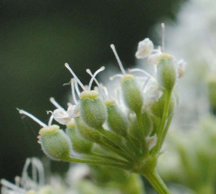 Pimpinella tragium / Tragoselino rupestre