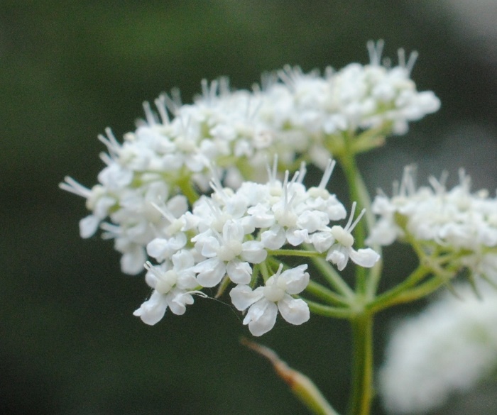 Pimpinella tragium / Tragoselino rupestre