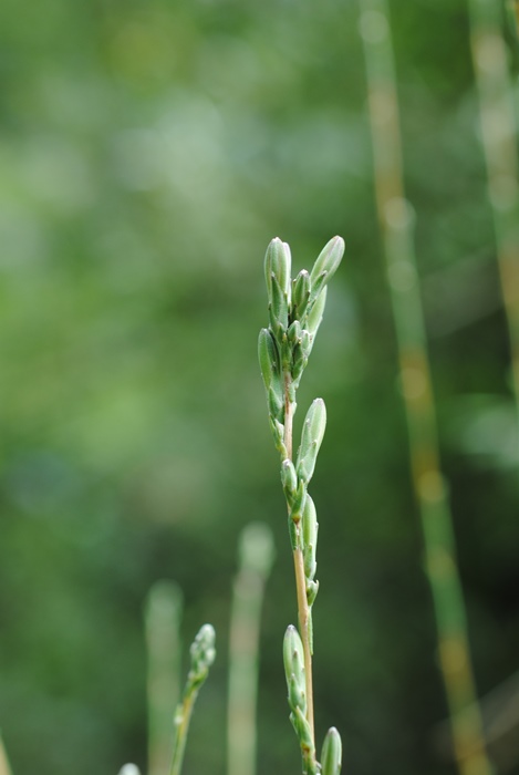 Lactuca?