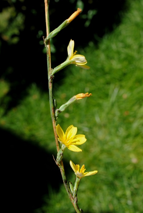 Lactuca?