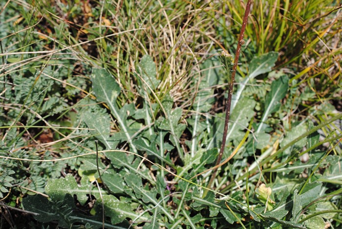 Frutti di Brassica gravinae?