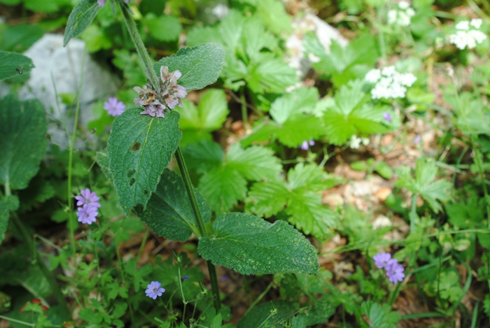 Stachys?