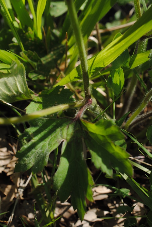 Ranunculus?  S, Ranunculus lanuginosus