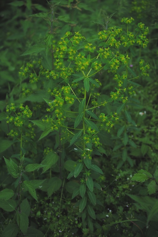 Euphorbia?