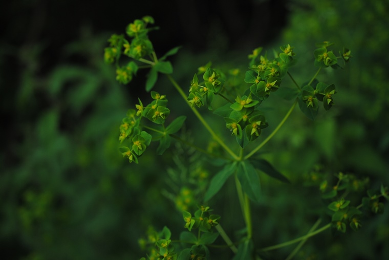 Euphorbia?