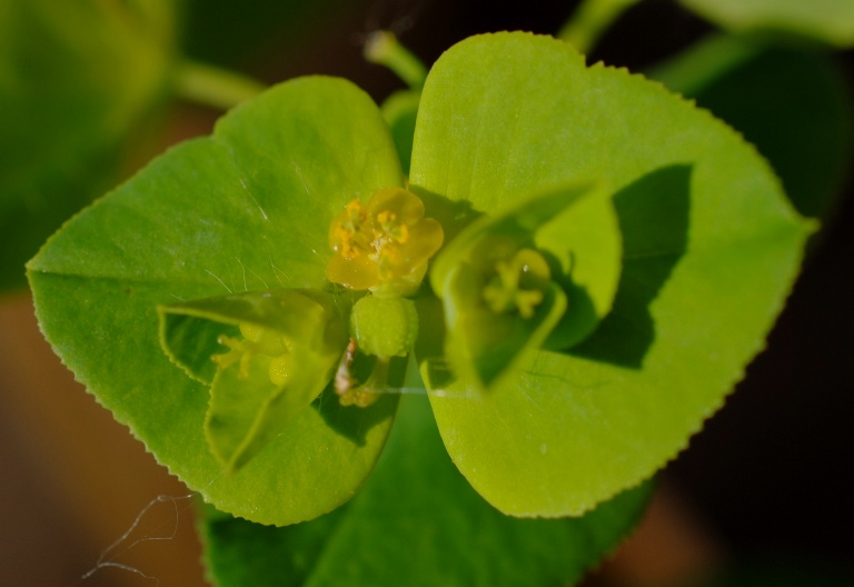 Euphorbia?