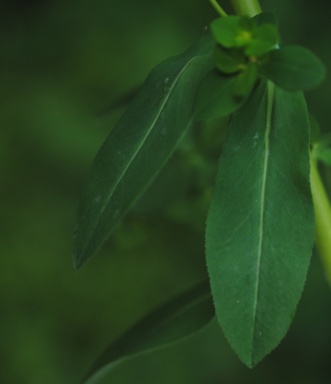 Euphorbia?