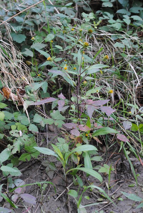 Bidens frondosa