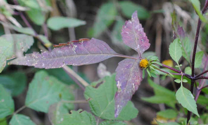 Bidens frondosa