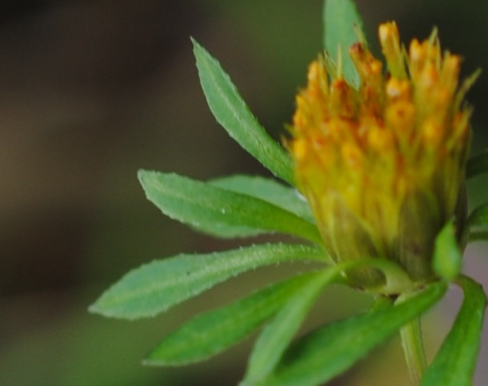 Bidens frondosa