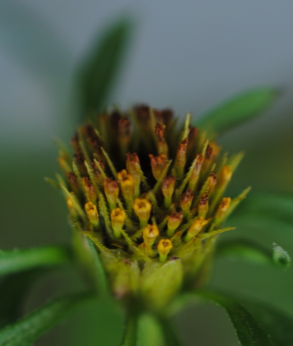 Bidens frondosa