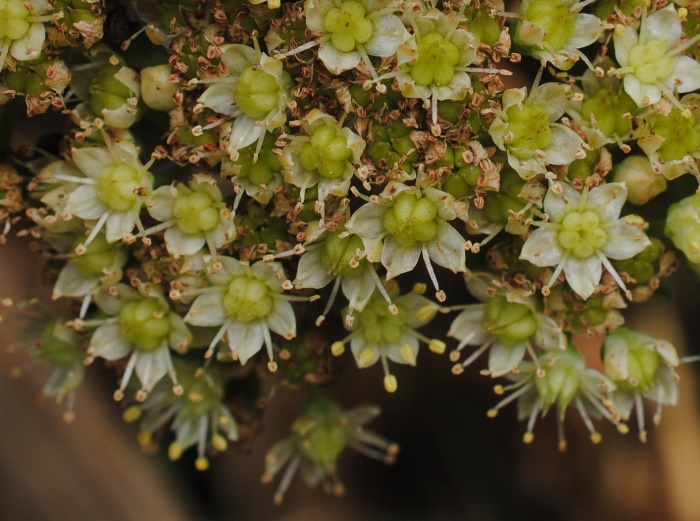 Hylotelephium maximum (Crassulaceae)   S !