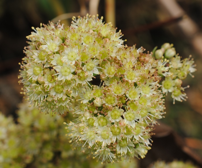 Hylotelephium maximum (Crassulaceae)   S !