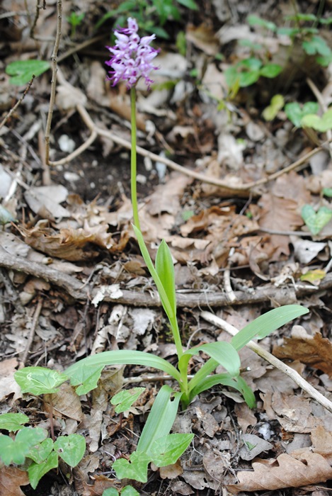 Orchis simia