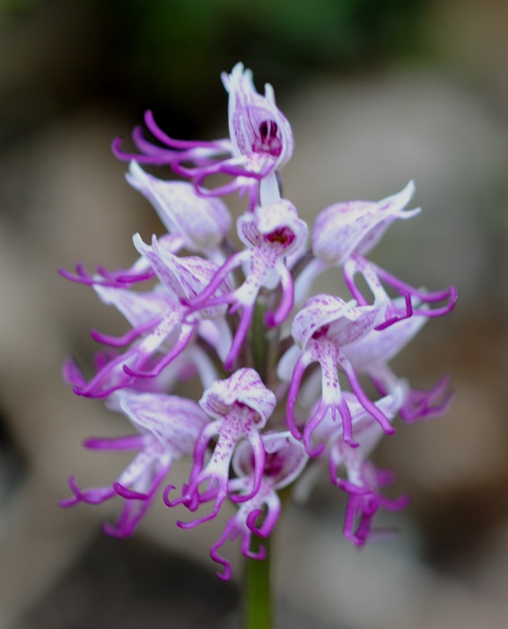 Orchis simia