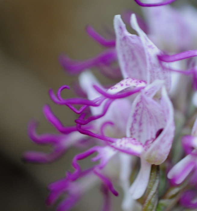 Orchis simia