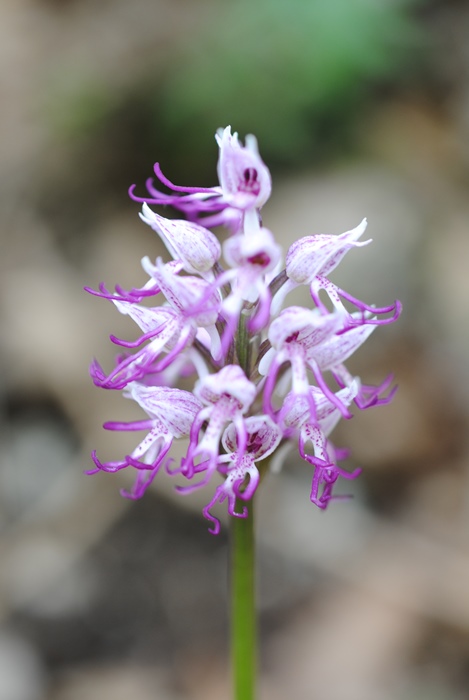 Orchis simia