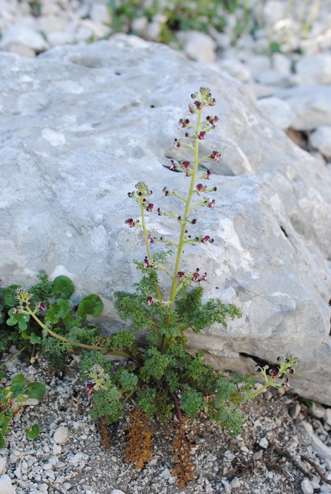 Scrophularia juratensis?  Scrophularia hoppei