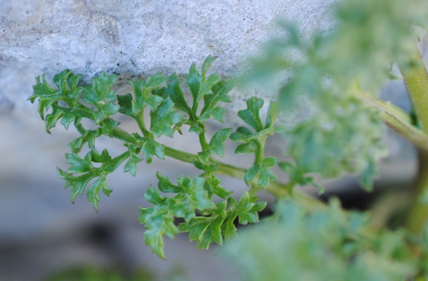 Scrophularia juratensis?  Scrophularia hoppei