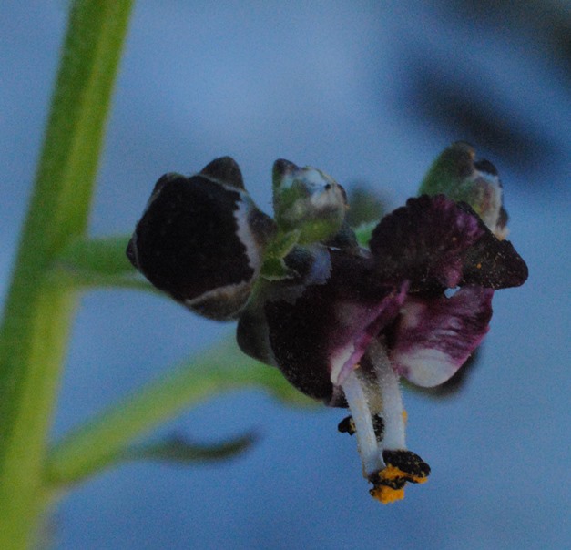 Scrophularia juratensis?  Scrophularia hoppei