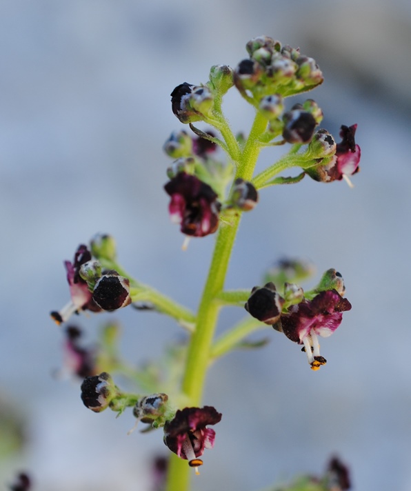 Scrophularia juratensis?  Scrophularia hoppei