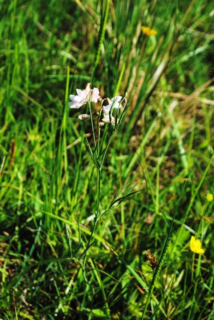 Lathyrus pannonicus subsp. asphodeloides