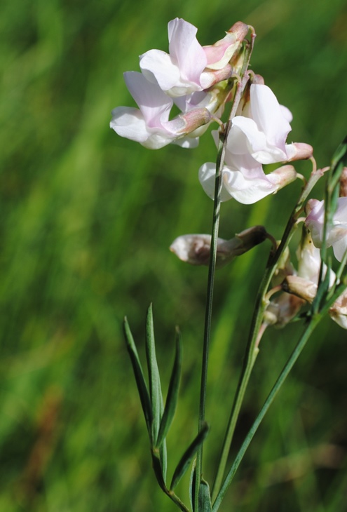 Lathyrus pannonicus subsp. asphodeloides