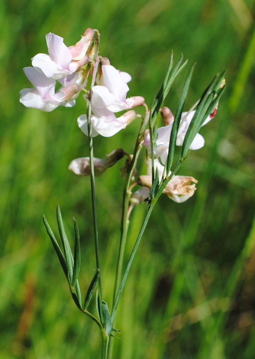 Lathyrus pannonicus subsp. asphodeloides