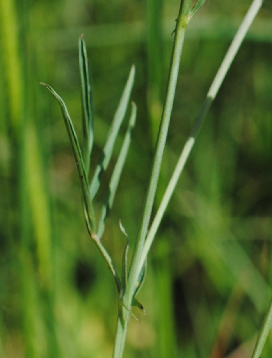 Lathyrus pannonicus subsp. asphodeloides