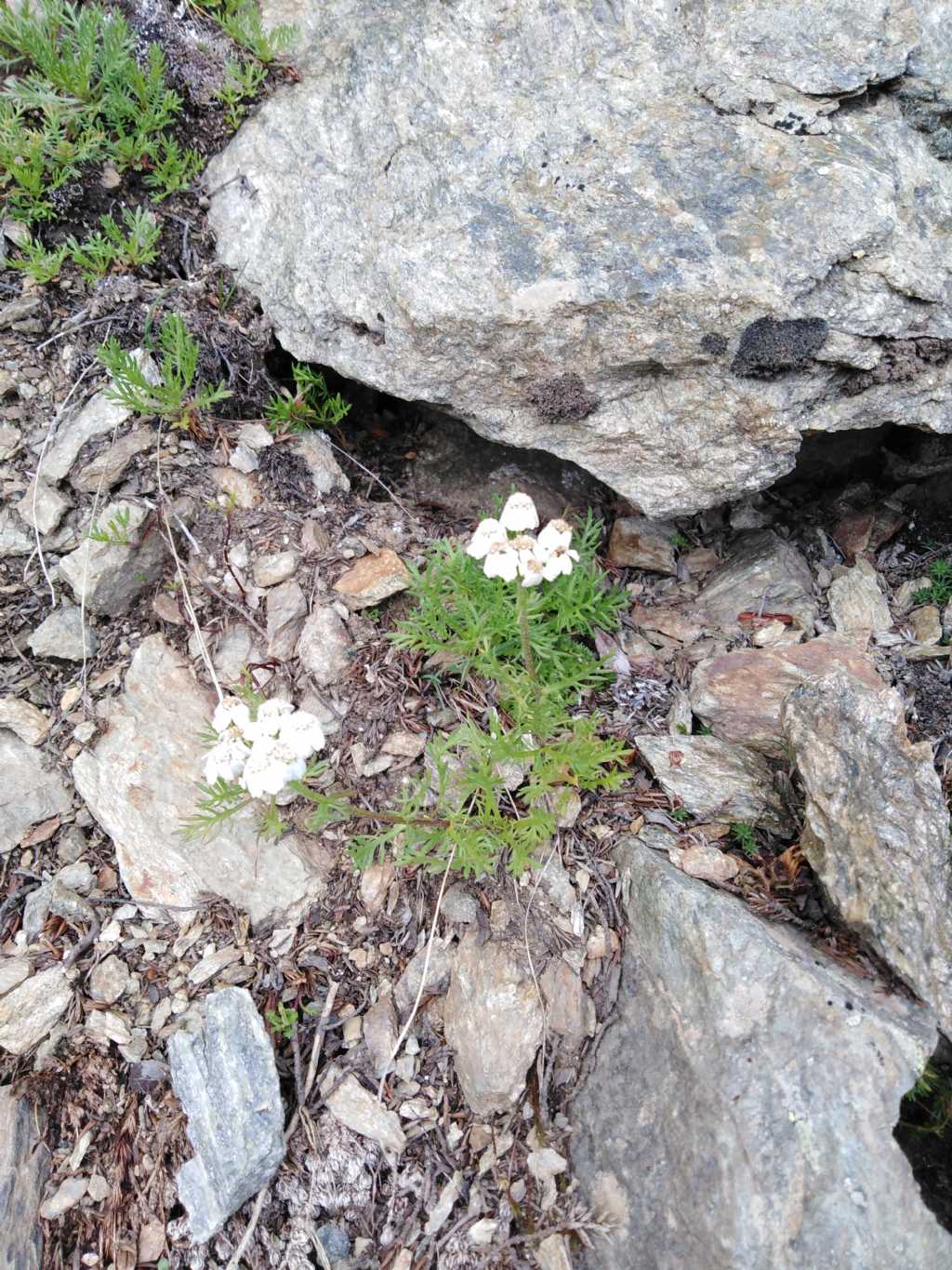 Achillea atrata