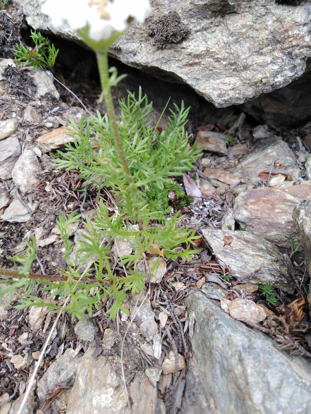 Achillea atrata