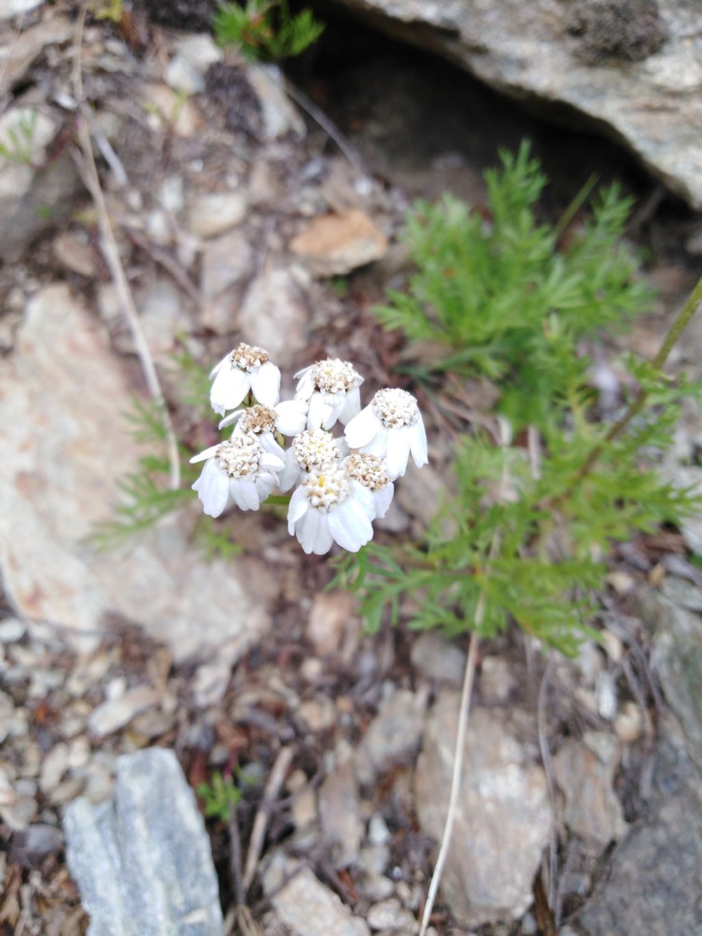 Achillea atrata