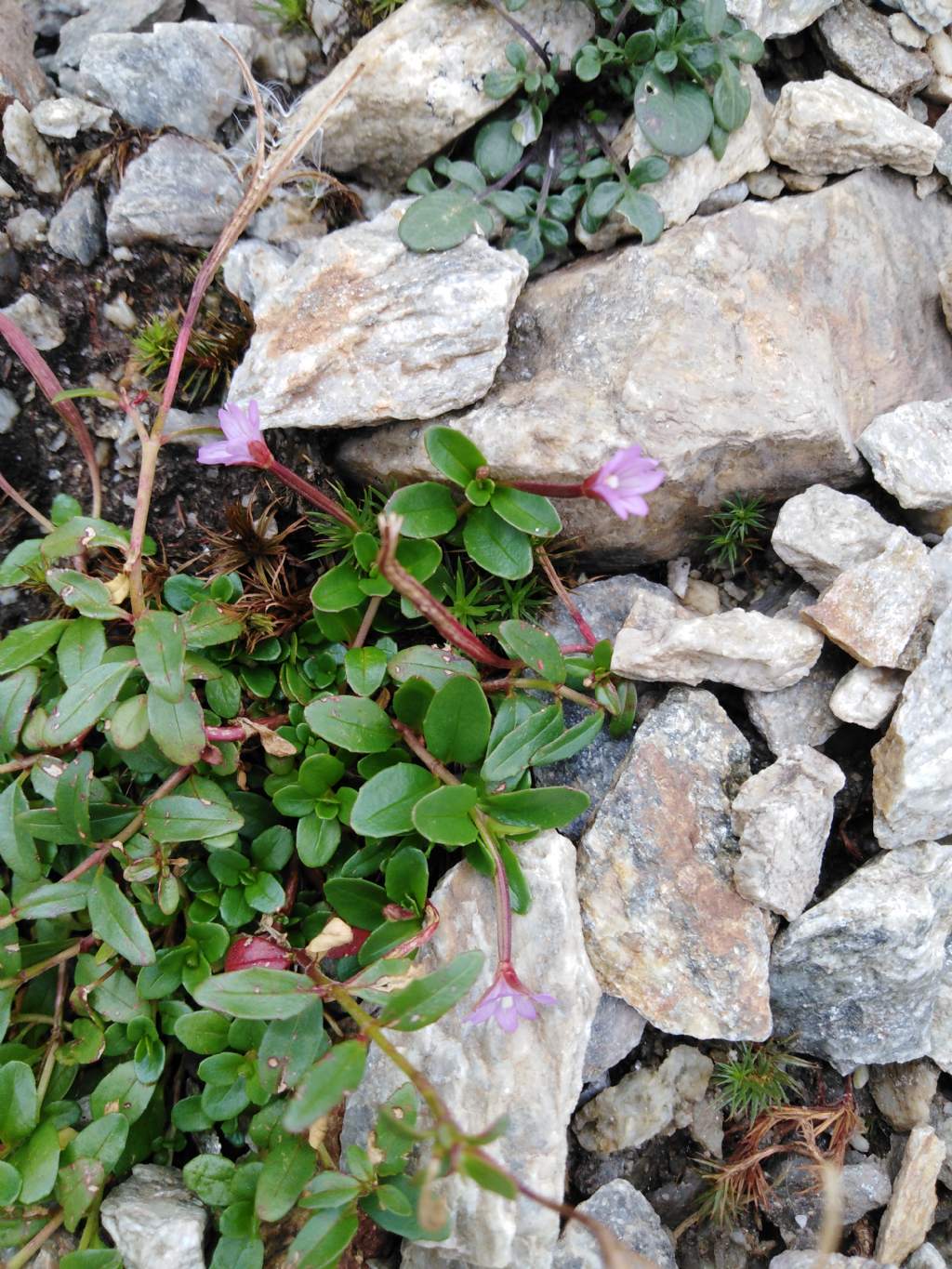 Da determinare Epilobium