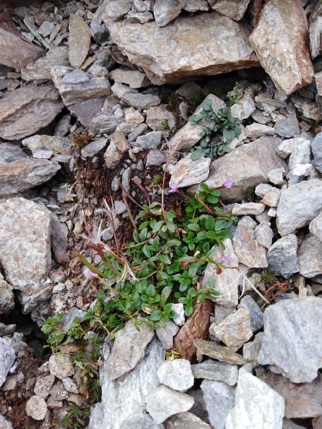 Da determinare Epilobium