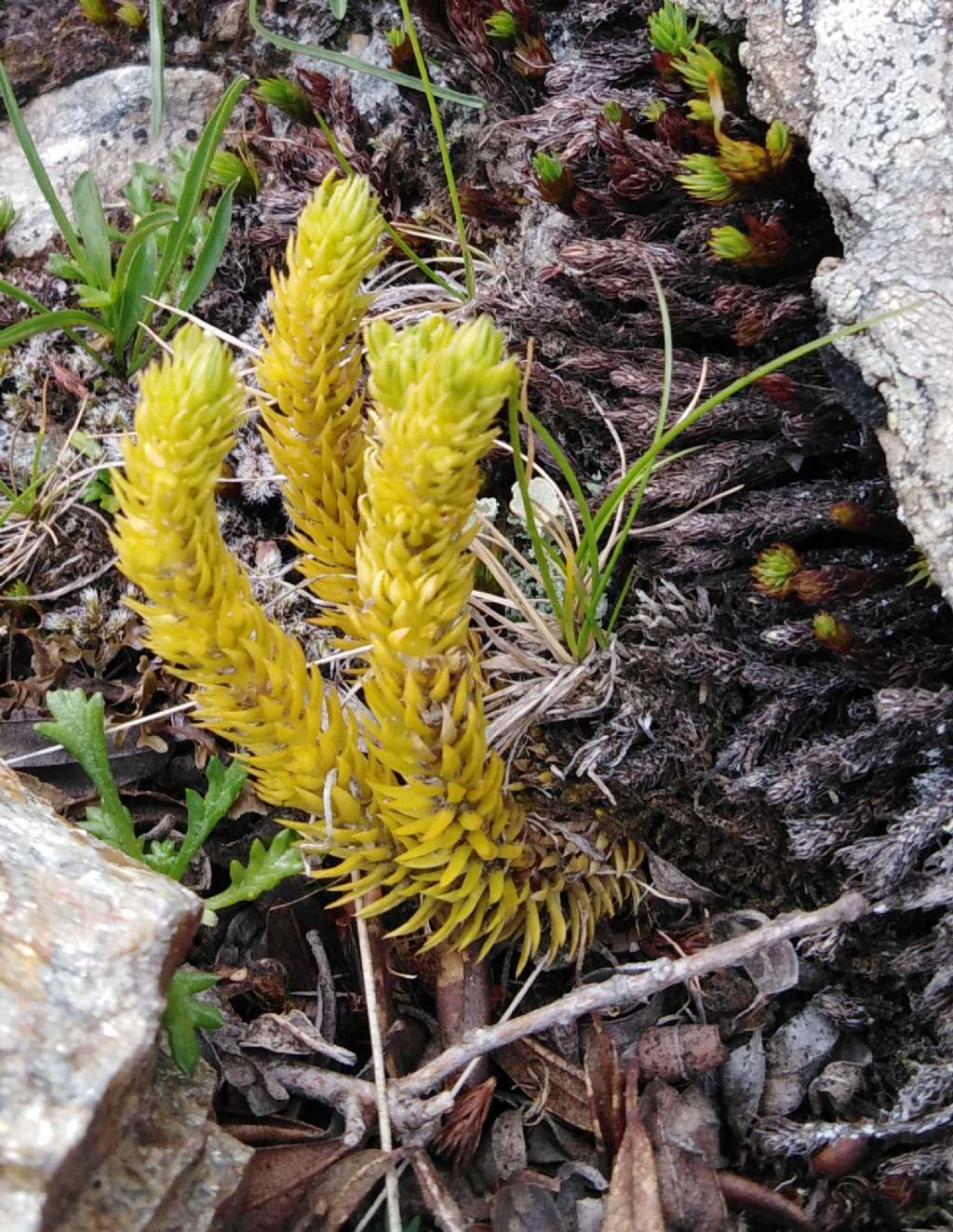 Determinare - Lycopodiaceae sp.