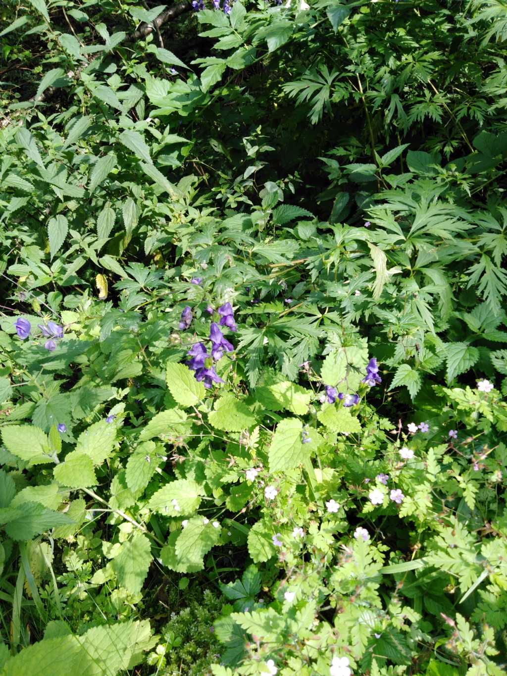 Ranunculacea? si, Aconitum cfr. degenii