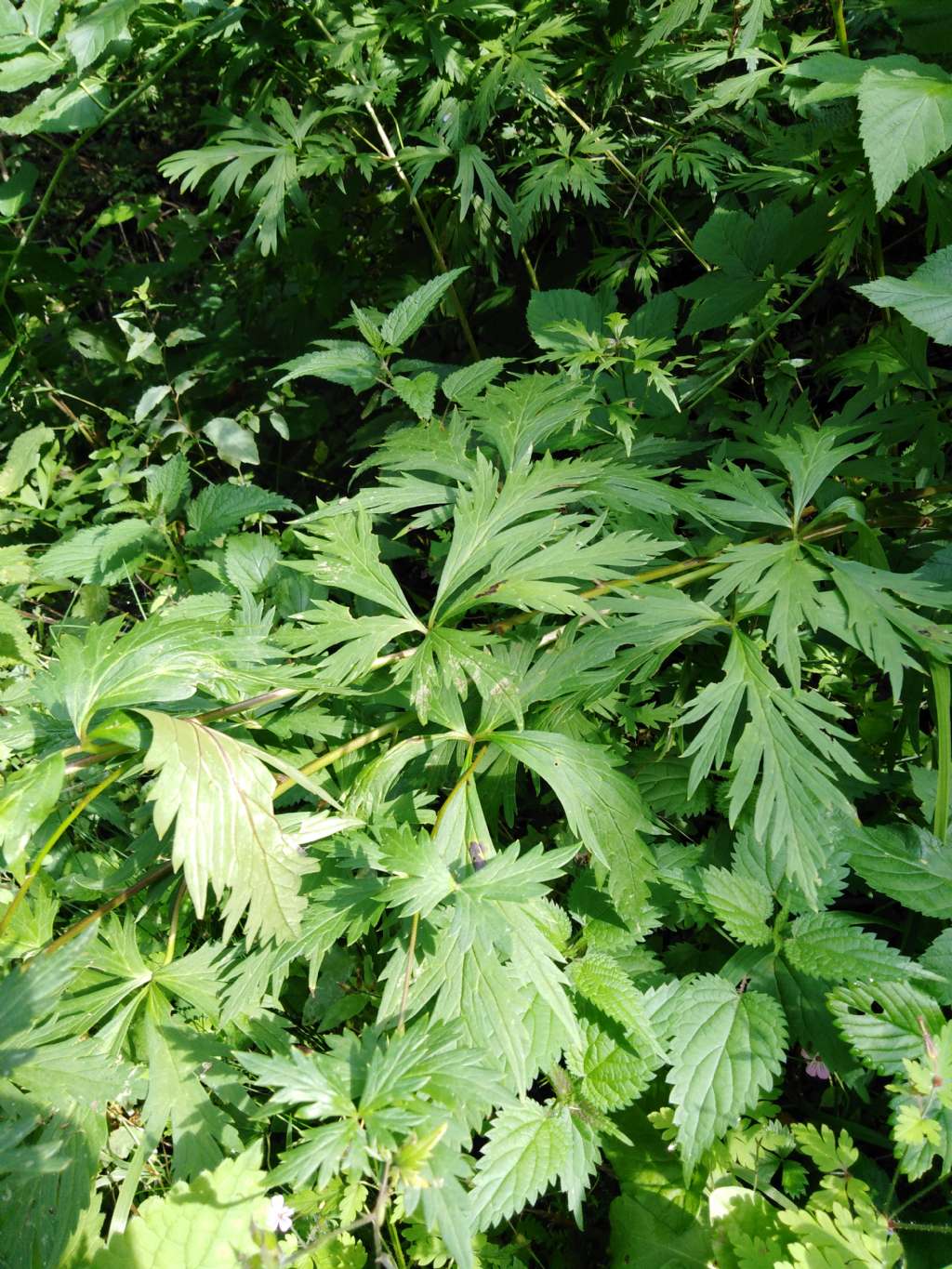 Ranunculacea? si, Aconitum cfr. degenii