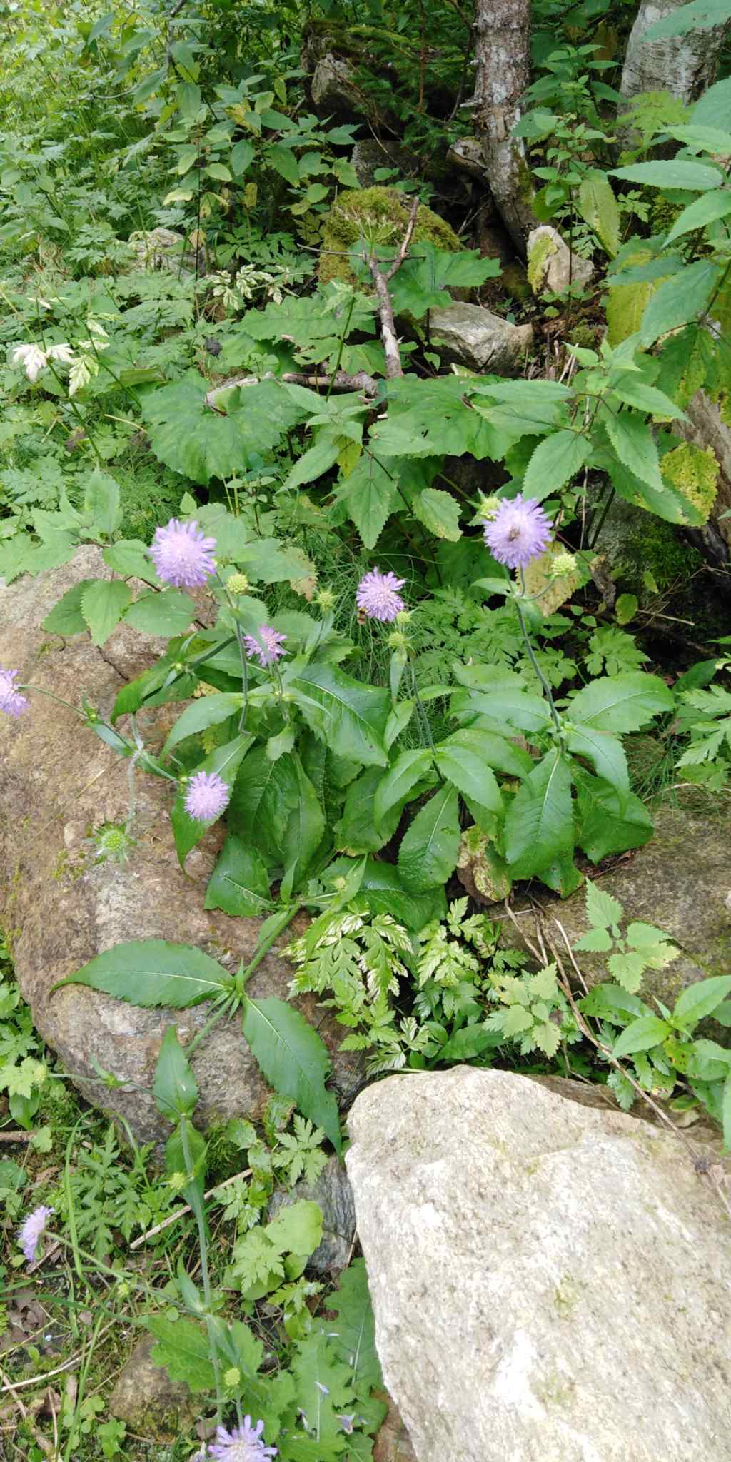 Scabiosa? - Knautia cfr. drymeia