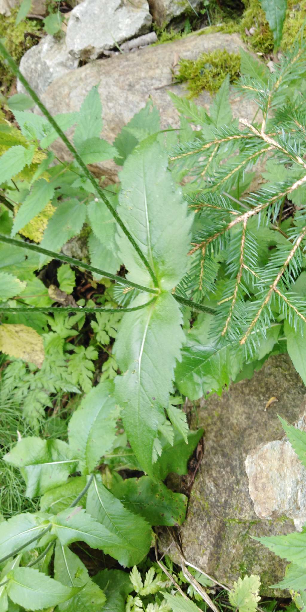 Scabiosa? - Knautia cfr. drymeia