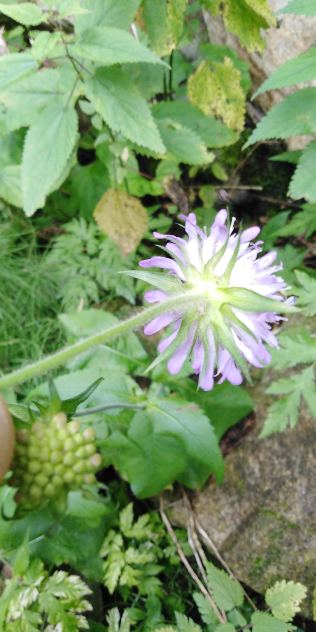 Scabiosa? - Knautia cfr. drymeia