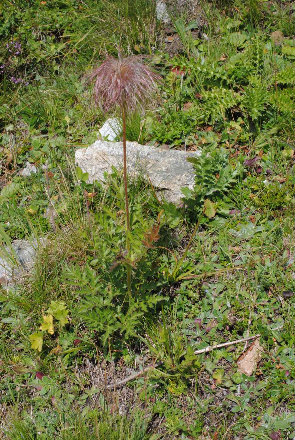 Pulsatilla alpina subsp. apiifolia