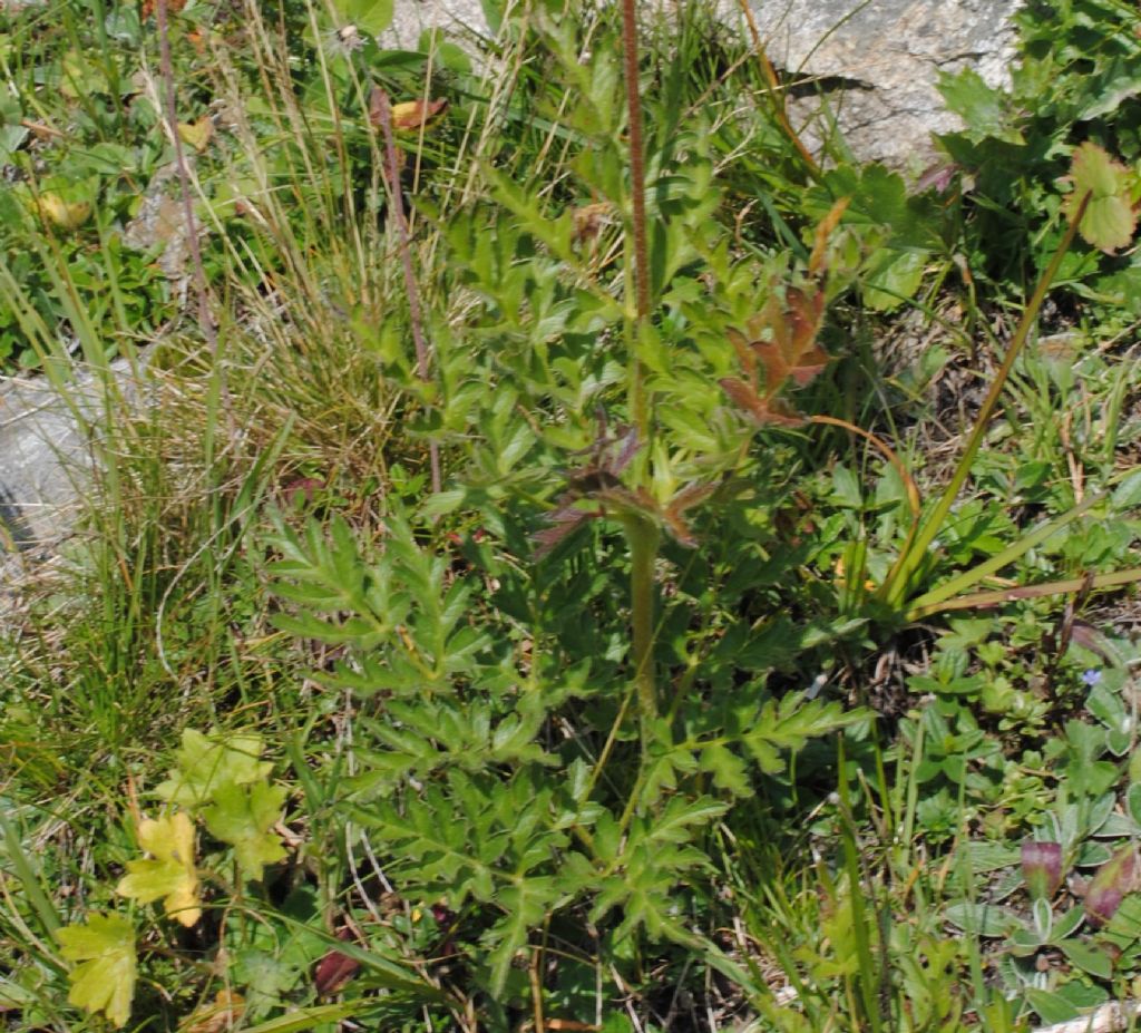 Pulsatilla alpina subsp. apiifolia