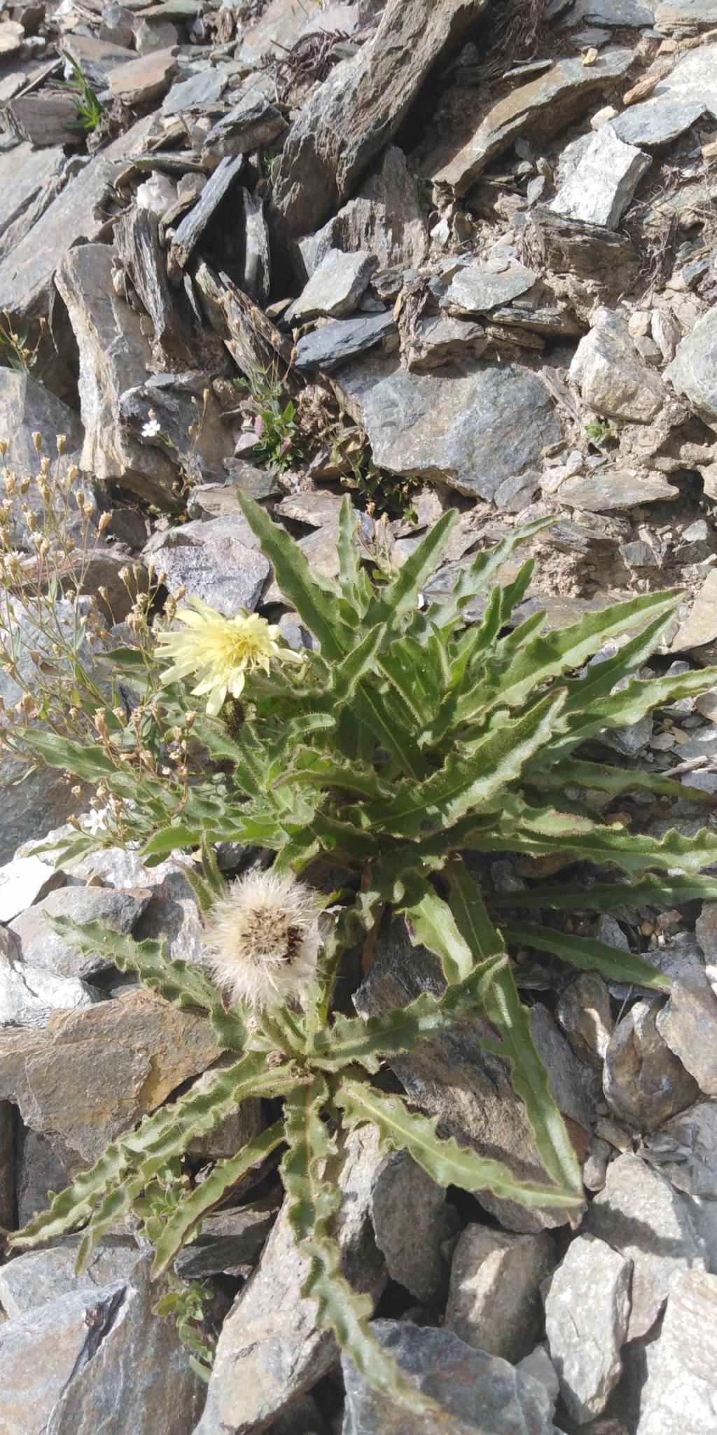 Asteracea Schlagintweitia intybacea