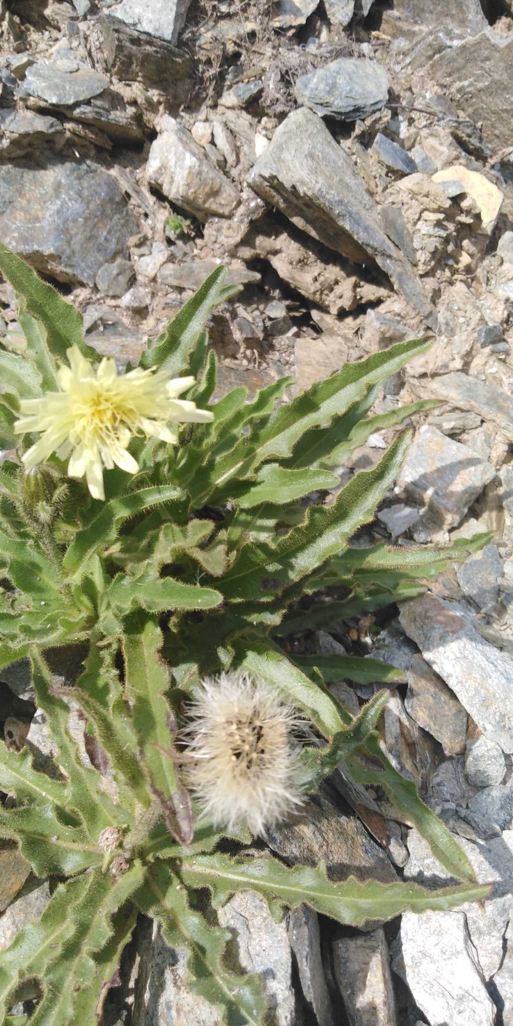 Asteracea Schlagintweitia intybacea