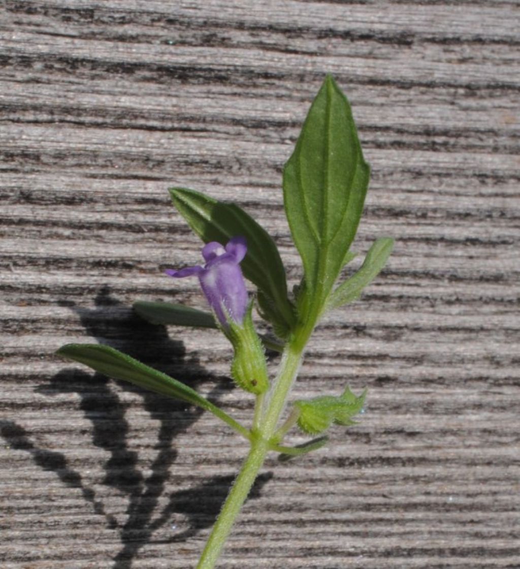 Labiata? S... Clinopodium  acinos (Lamiaceae [ex Labiatae])