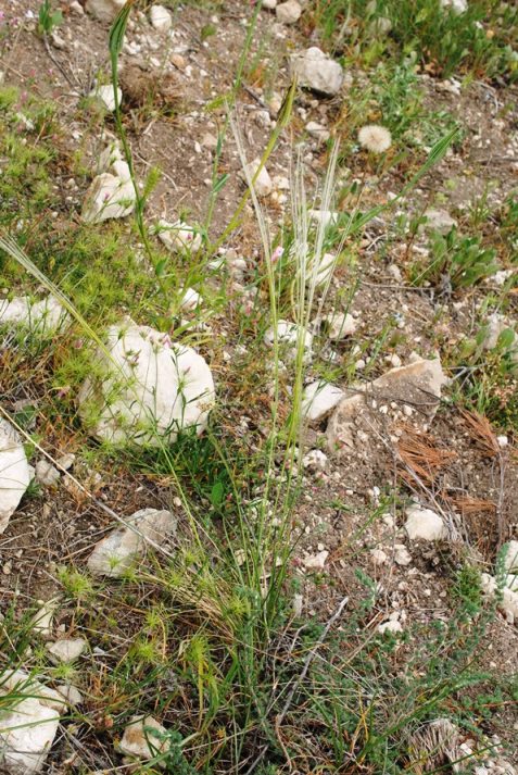 Stipa da determinare