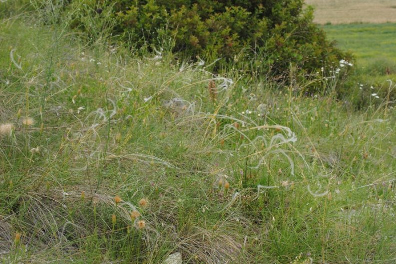 Stipa da determinare