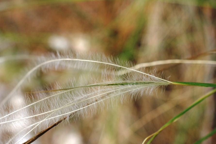 Stipa da determinare