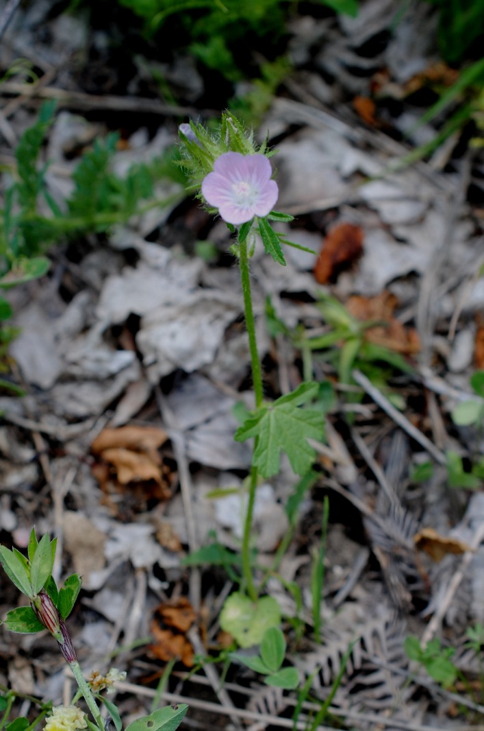 Althea hirsuta?  S