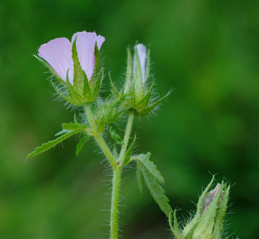 Althea hirsuta?  S